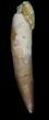 Nice, Spinosaurus Tooth - Partial Root #36095-1